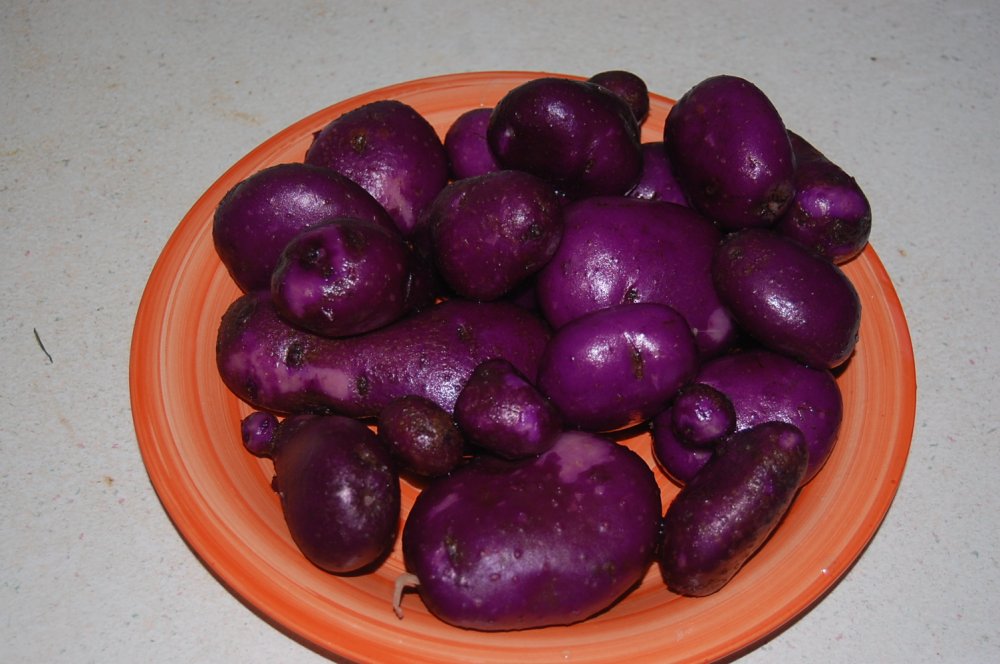 purple potatoes fries