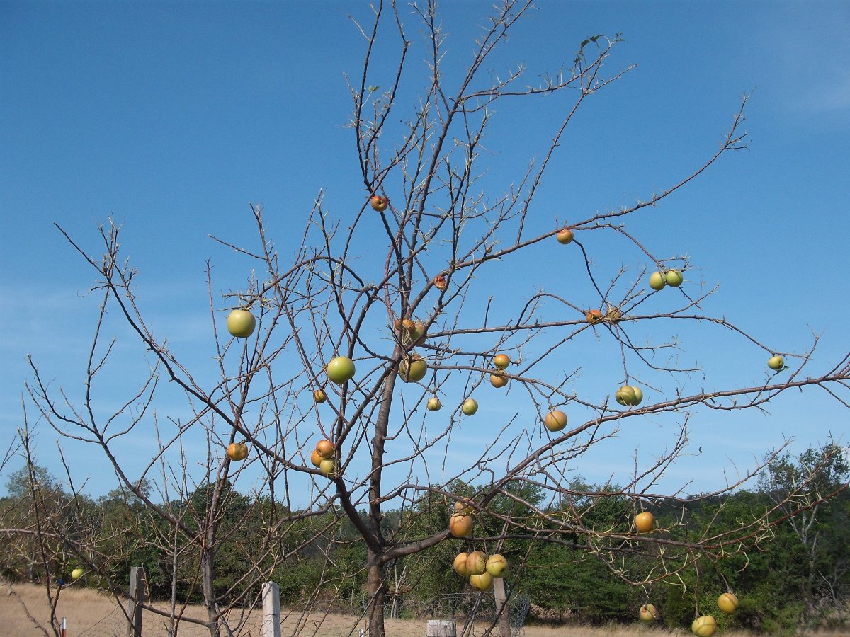 Apple tree.JPG