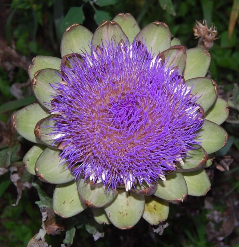 artichoke flowerjpg.jpg