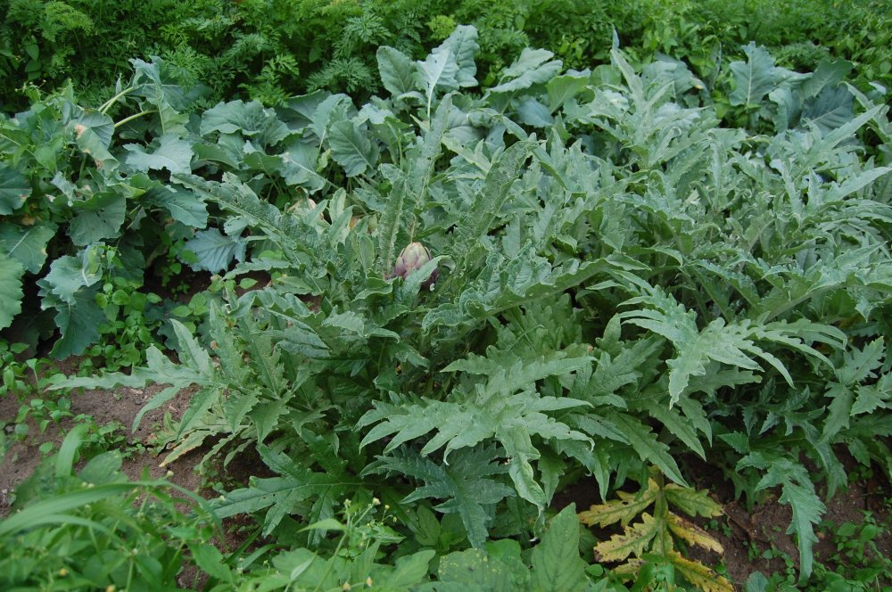 artichoke plant.jpg