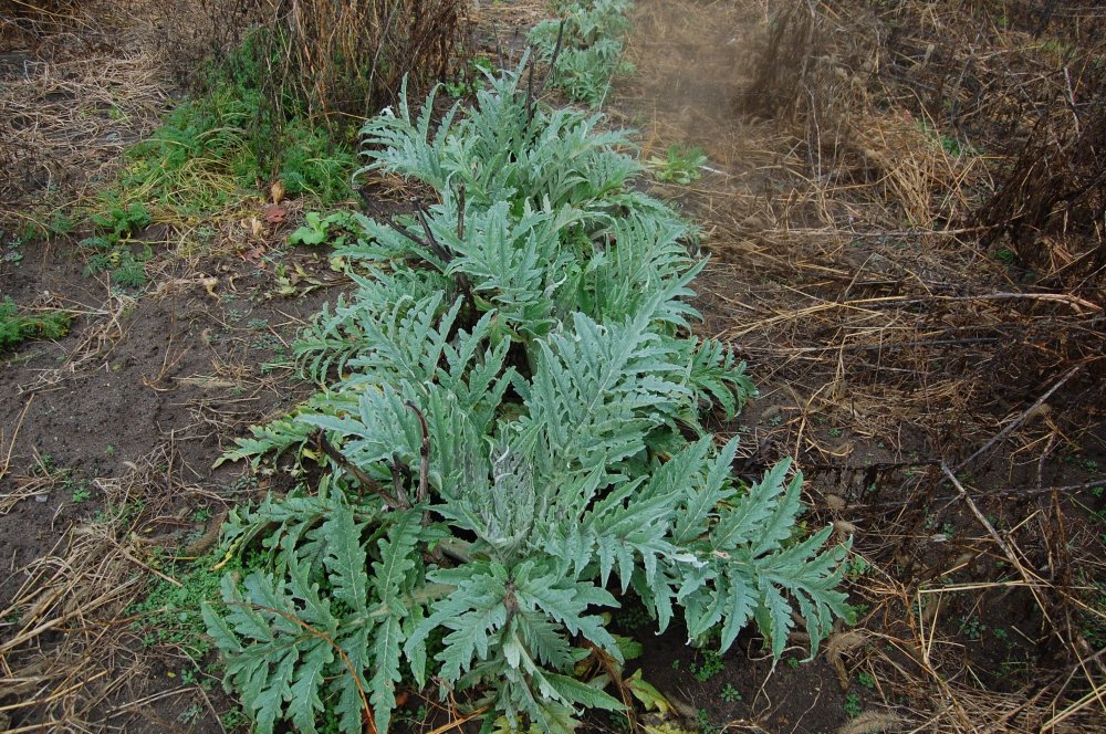 artichokes dec 23. 2015.jpg