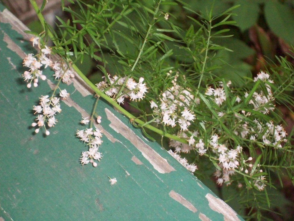 Asparagus fern boom (1).JPG