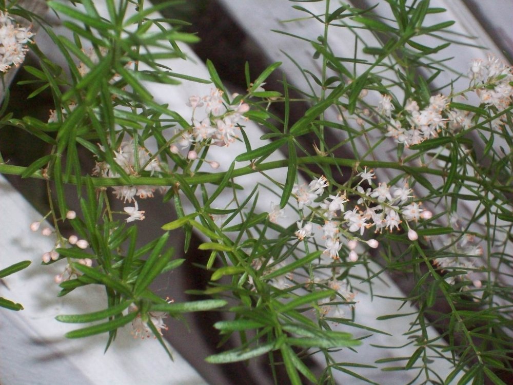 Asparagus fern boom (3).JPG