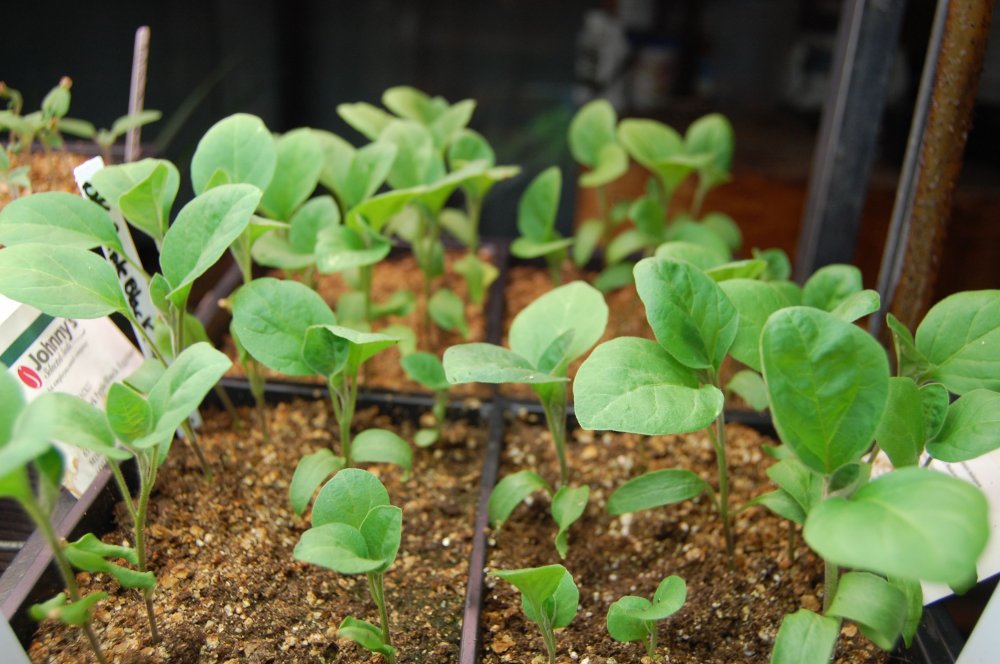 baby eggplant.jpg