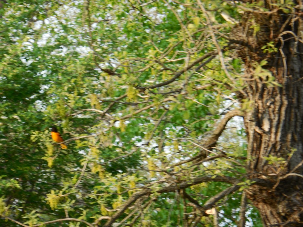 baltimore Oriole in the tree.JPG