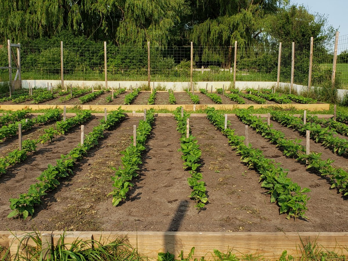 Bean Acres Both Beds 7-2-21.jpg