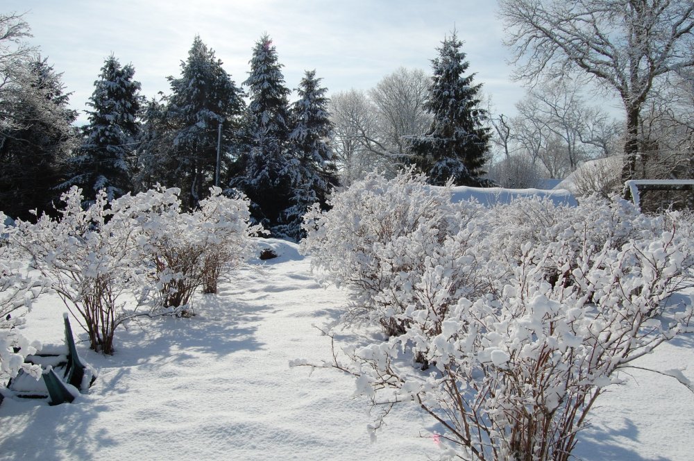 Blueberries in snow.jpg