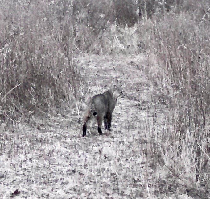 Bobcat 08JAN2025.jpeg