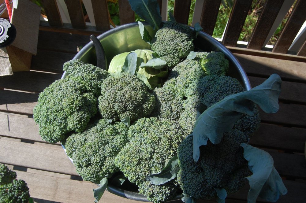 bowl of broccoli.jpg