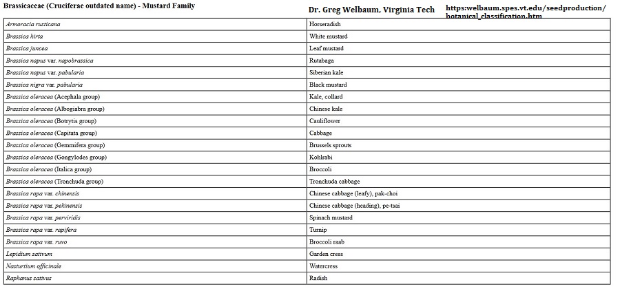 Brassicas Welbaum, VT.jpg