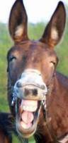 braying mule.jpg