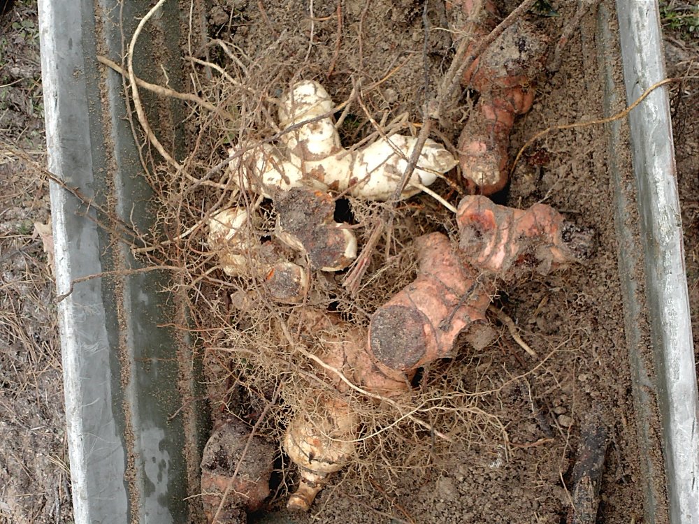 Briar bulbs.jpg