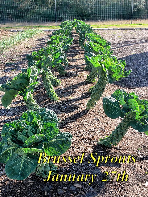 Brussel_Sprouts_012723.jpg