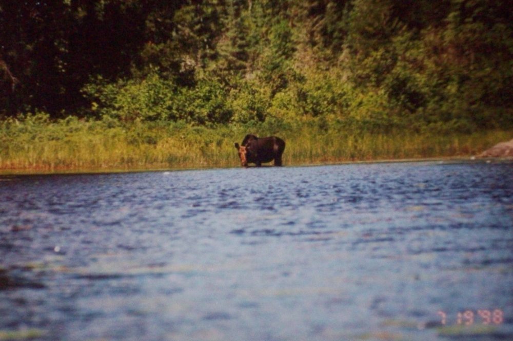 BWCA Moose 1998 (1).JPG