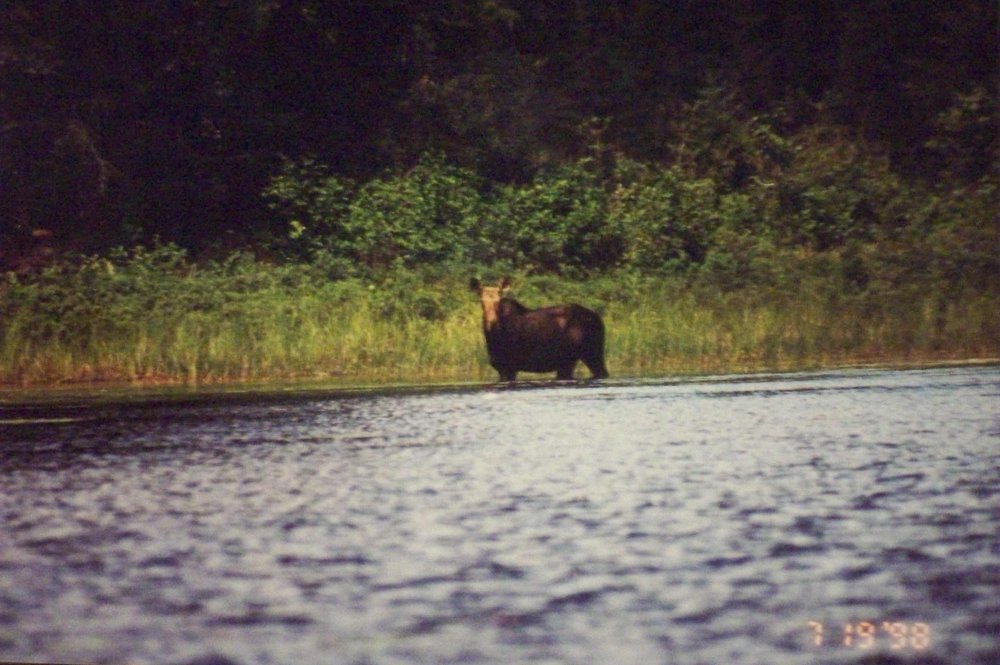 BWCA Moose 1998 (2).JPG