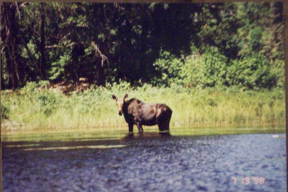 BWCA Moose 1998 (3).JPG