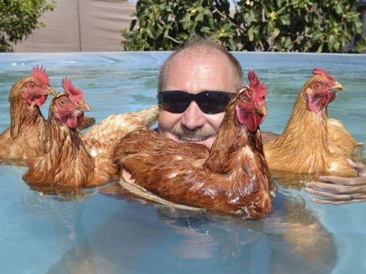 chickens swimming.jpg