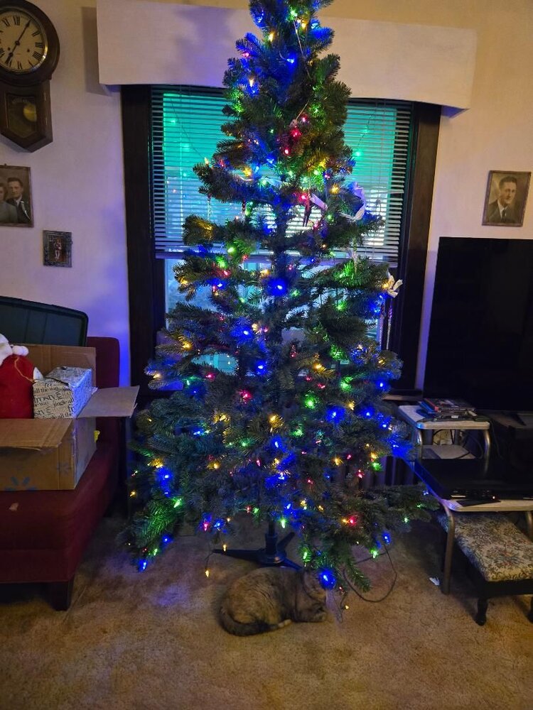 Christmas tree, 2024, #1.jpg