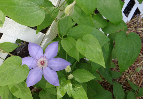 Clematis email.jpg