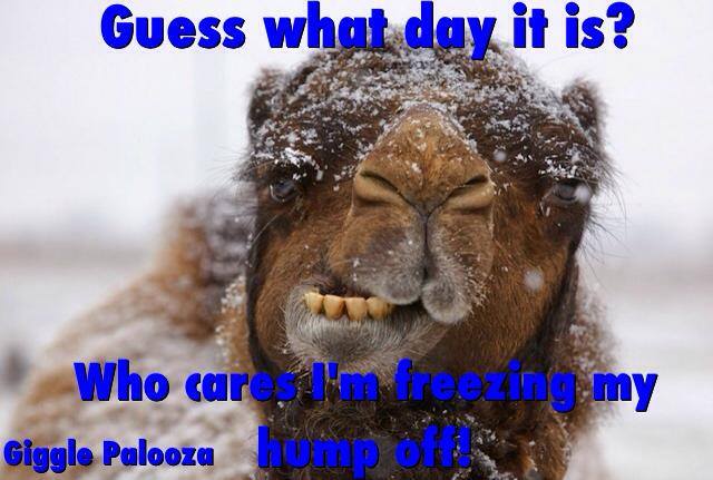 cold camel.jpg