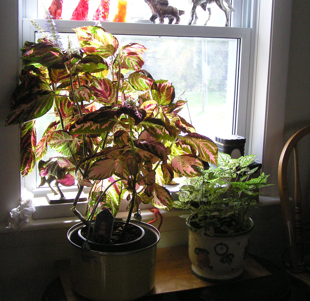 ColeusAndPolkadotPlant.JPG