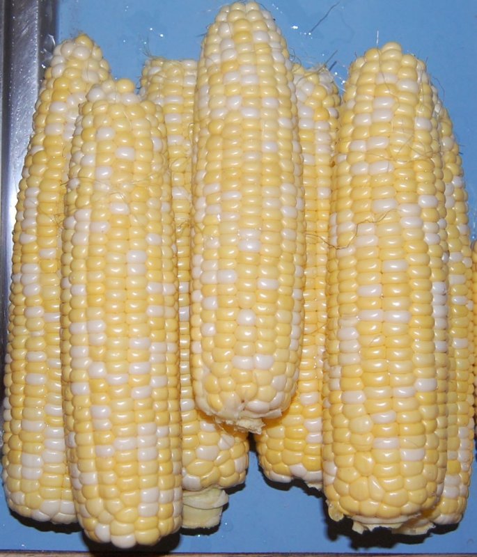 corn.jpg