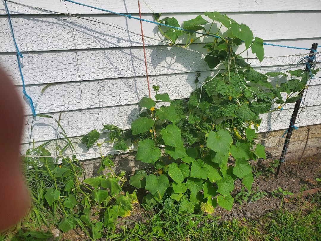 Cucumber, Martini Hybrid, 3 plants growing back of garage, 08-12-24.jpg