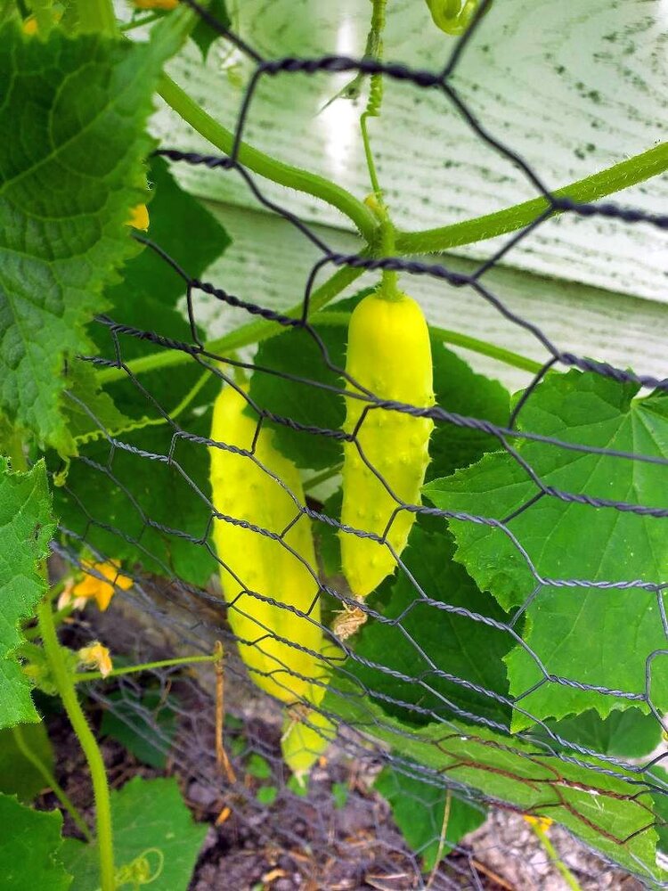 Cucumber, Martini Hybrid, 3 plants growing back of garage, #2, 08-12-24.jpg