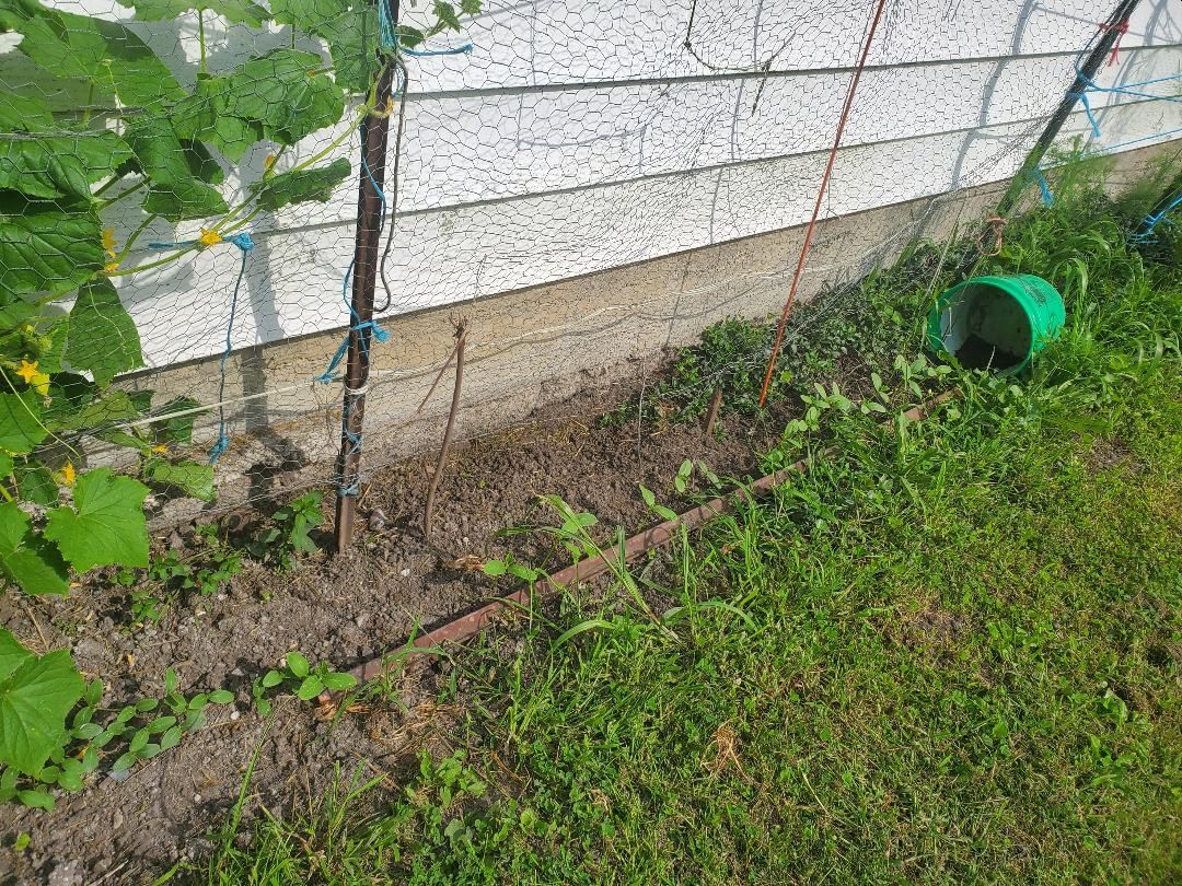 Cucumber Muncher seedlings, 08-12-24.jpg