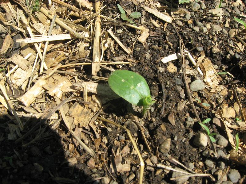 cucumber with leaf gone and spots.jpg