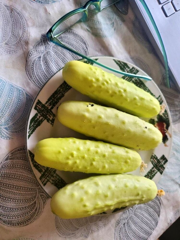 Cucumbers for chicken salad, 08-15-24.jpg