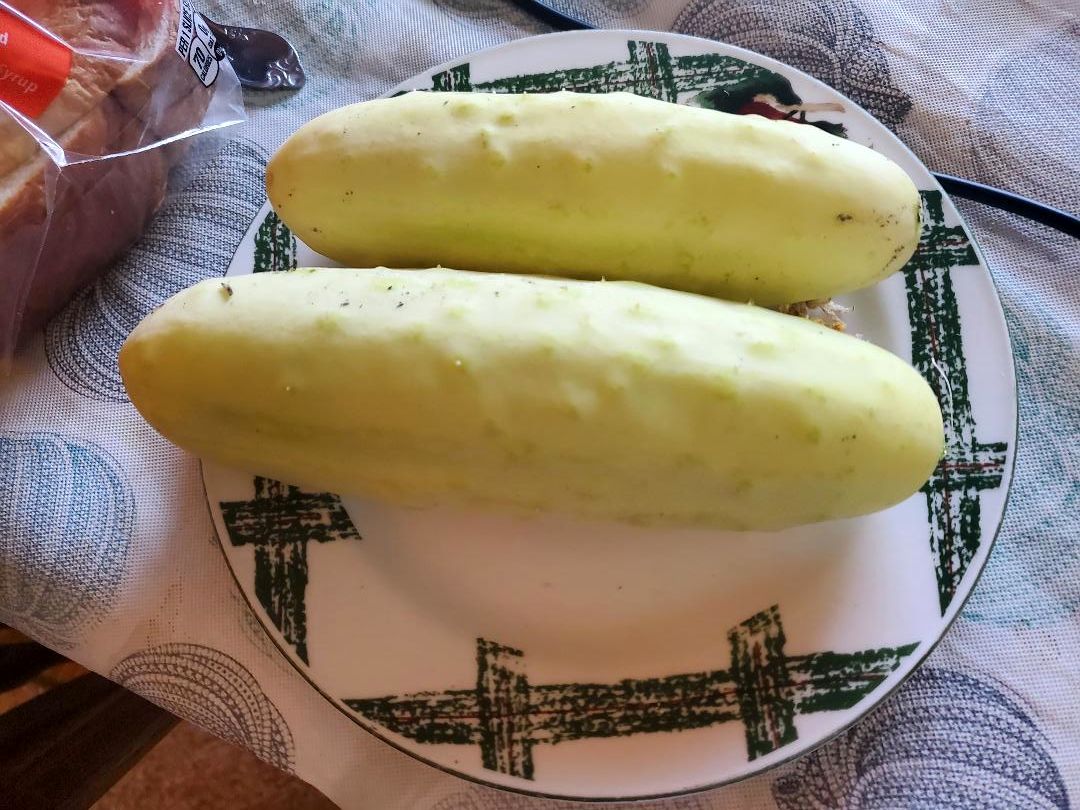 Cucumbers for Friday lunch, 08-15-24.jpg