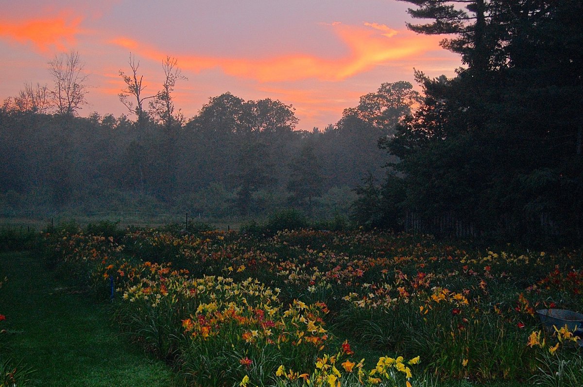 dayliliees with big sunset.jpg