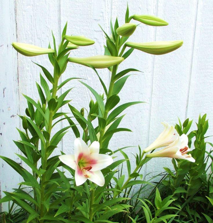 brown-on-oriental-lily-petal-edges-theeasygarden-easy-fun