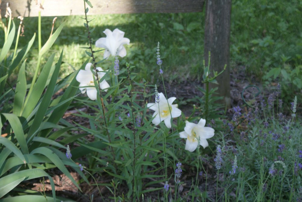 Easter lily 2013.JPG