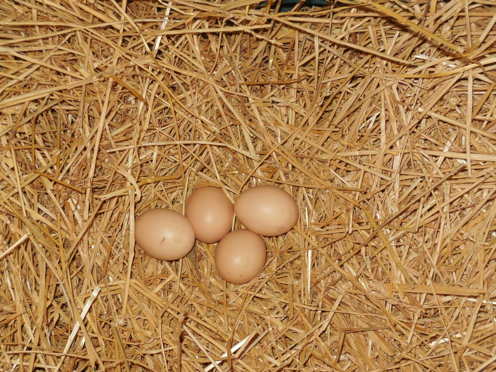 eggs first of the new pullets.JPG