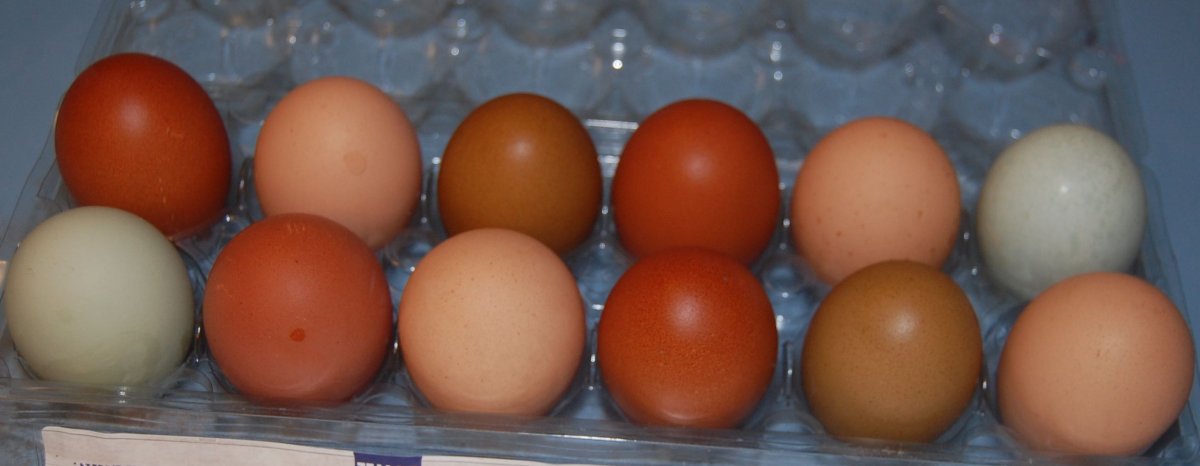 eggs2016.jpg