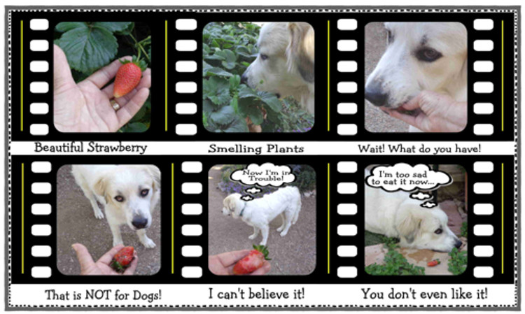 Film strip email.jpg