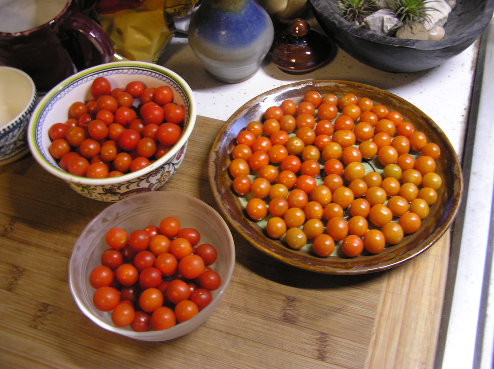 FinalTomatoHarvest.JPG