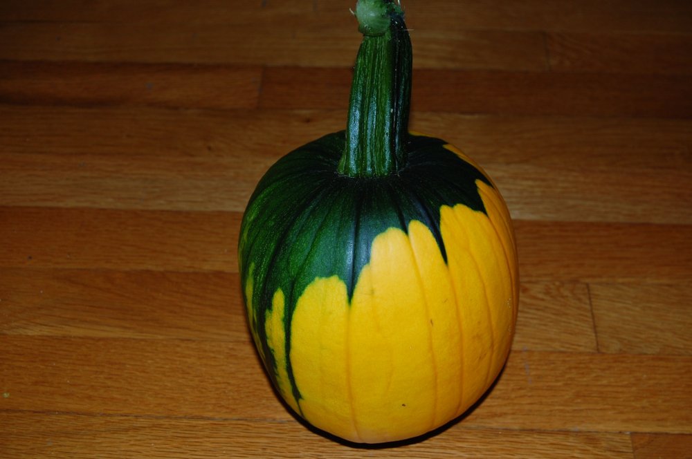 funny pumpkin.jpg