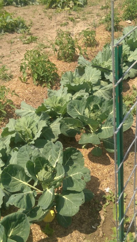 Garden Cabbage.jpg