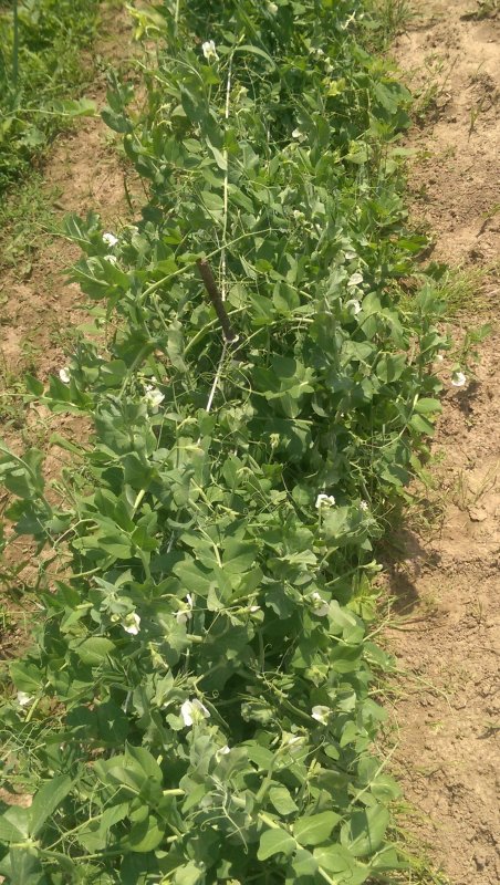 Garden Peas.jpg