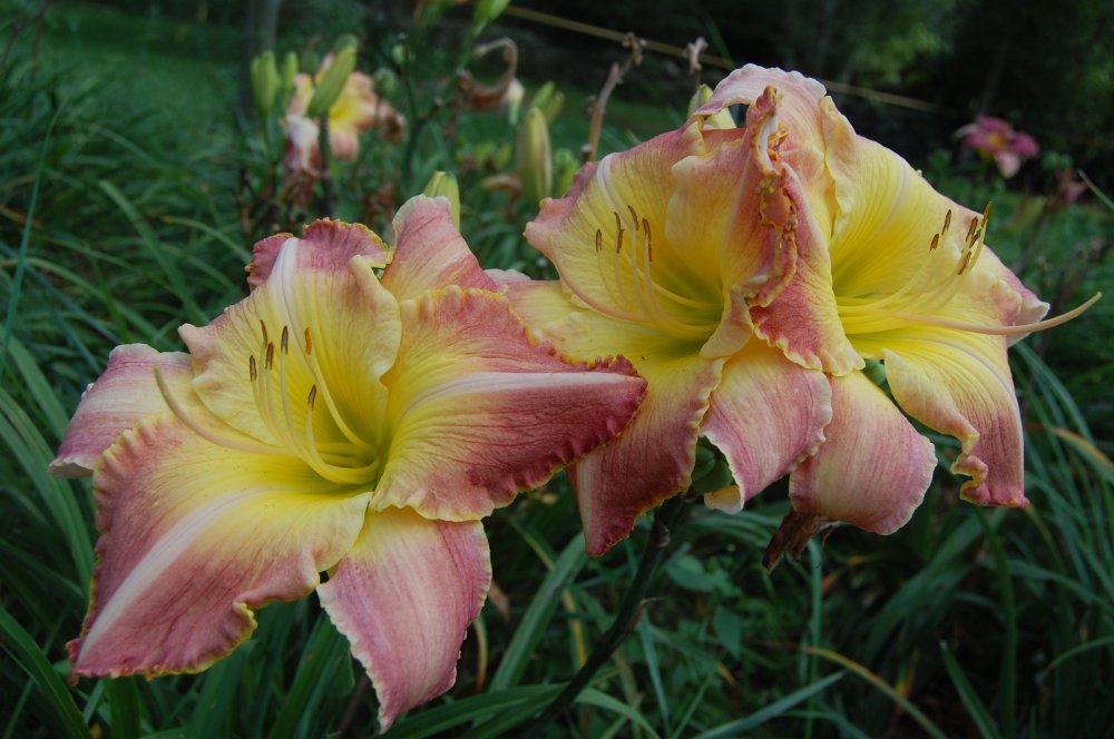 Giant pink and yellow.jpg