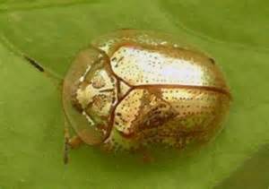 golden tortoise beetle.jpg