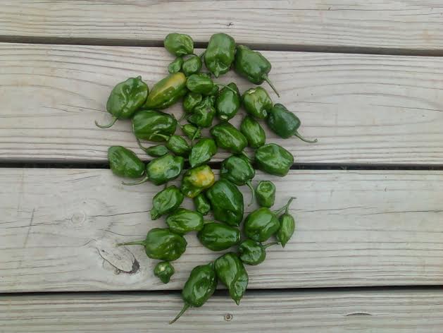 Green Habaneros.jpg