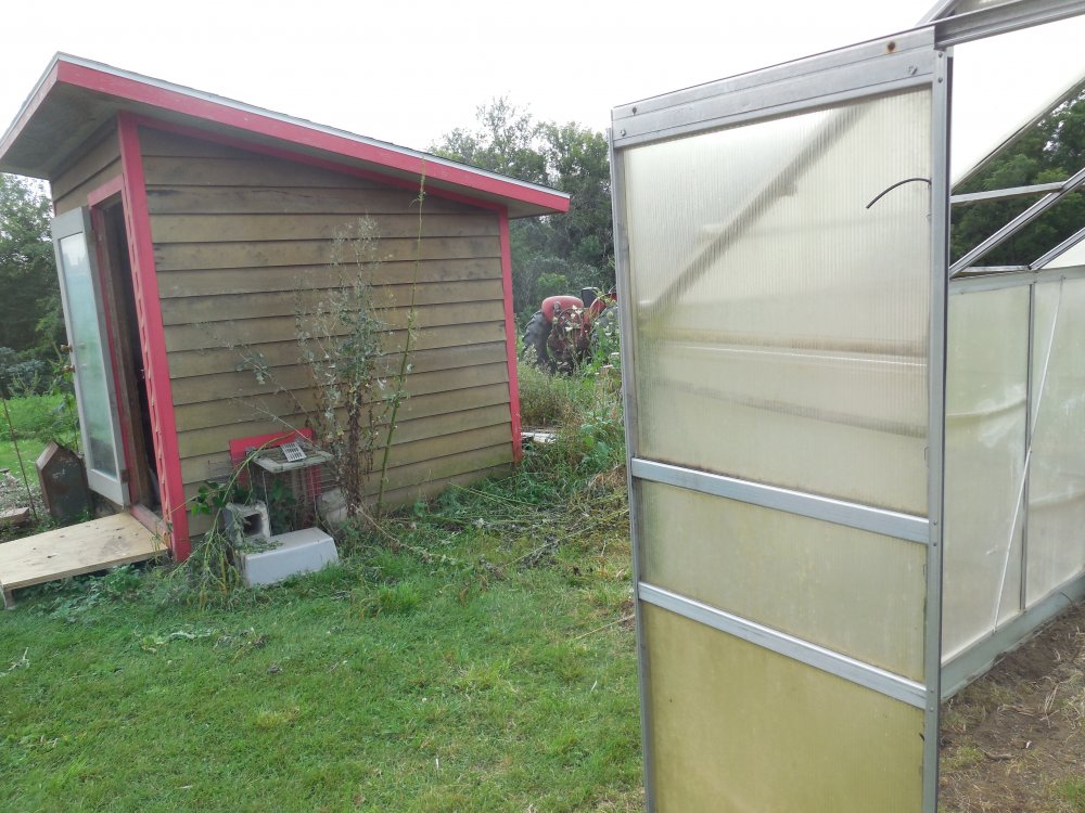 greenhouse moved near coop.JPG