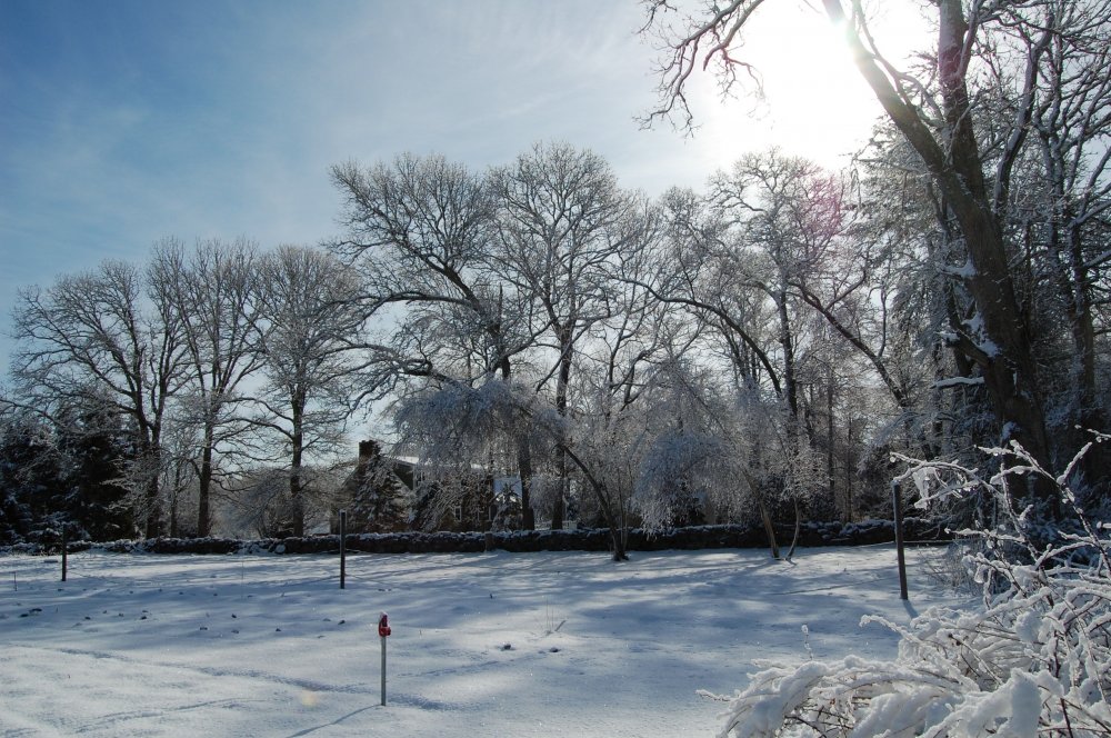 horse field in snow.jpg