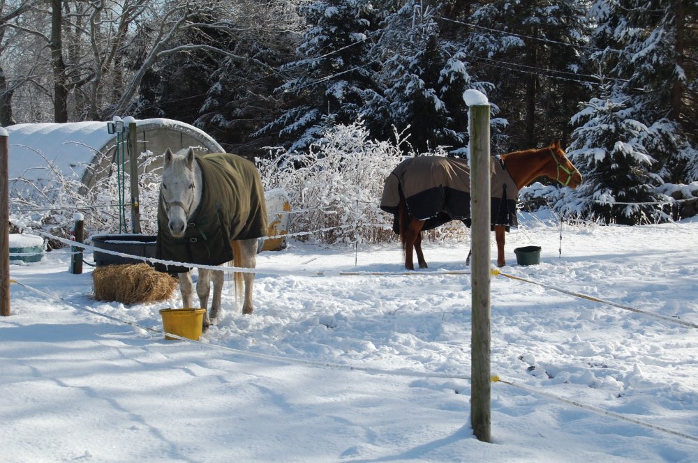 horses in snow.jpg