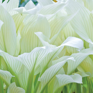 hosta.jpg