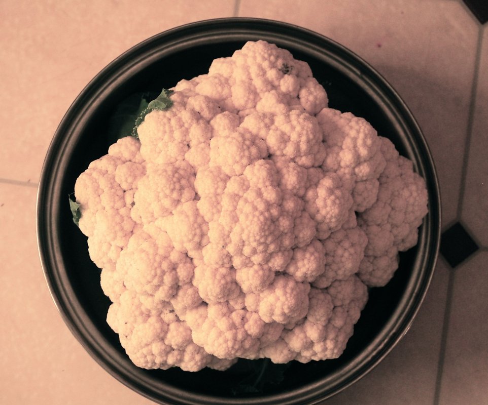 huge cauliflower.jpg